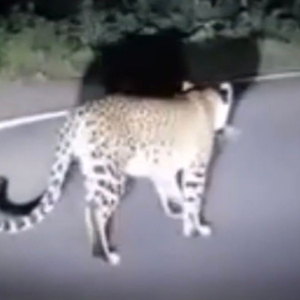 कतर्नियाघाट में पहली बार तेंदुए को रेडियो कॉलर लगाया:वन विभाग रखेगा हर गतिविधि पर नजर, संघर्ष होगा कम