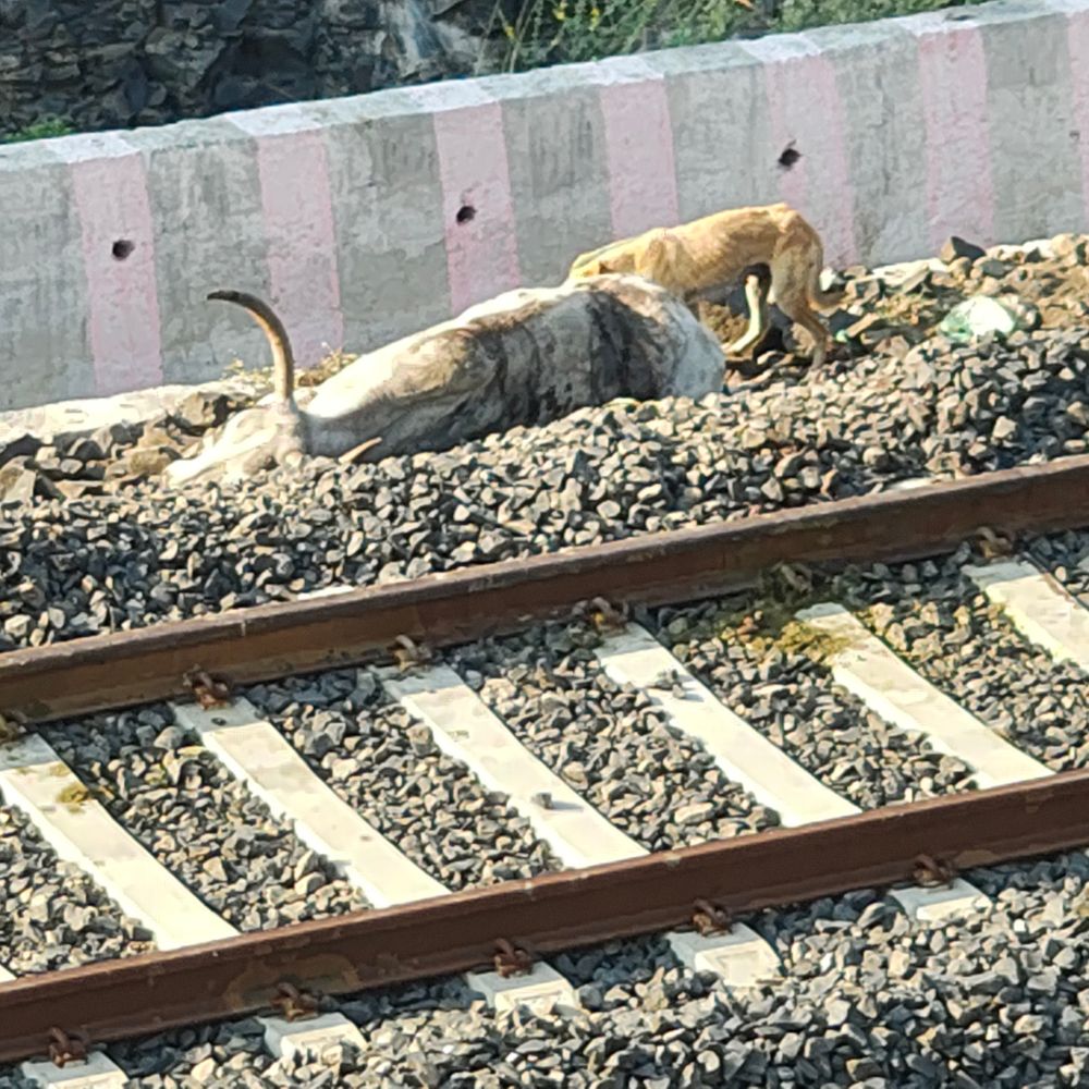 खिलचीपुर में मालगाड़ी की चपेट में आए तीन गौवंश:  एक की मौके पर मौत, दो के पैर कटे, स्टेशन के पास रातभर तड़पते रहे घायल पशु – rajgarh (MP) News