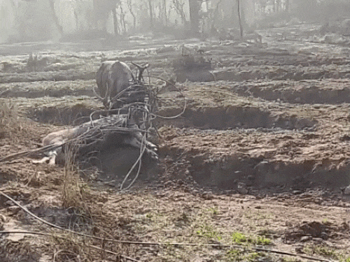 बिलासपुर में पाइपों में फंसे 2 सांभर:  एक की मौत, ग्रामीणों ने विभाग को दी सूचना, दूसरे को सुरक्षित जंगल में छोड़ा – Bilaspur (Himachal) News