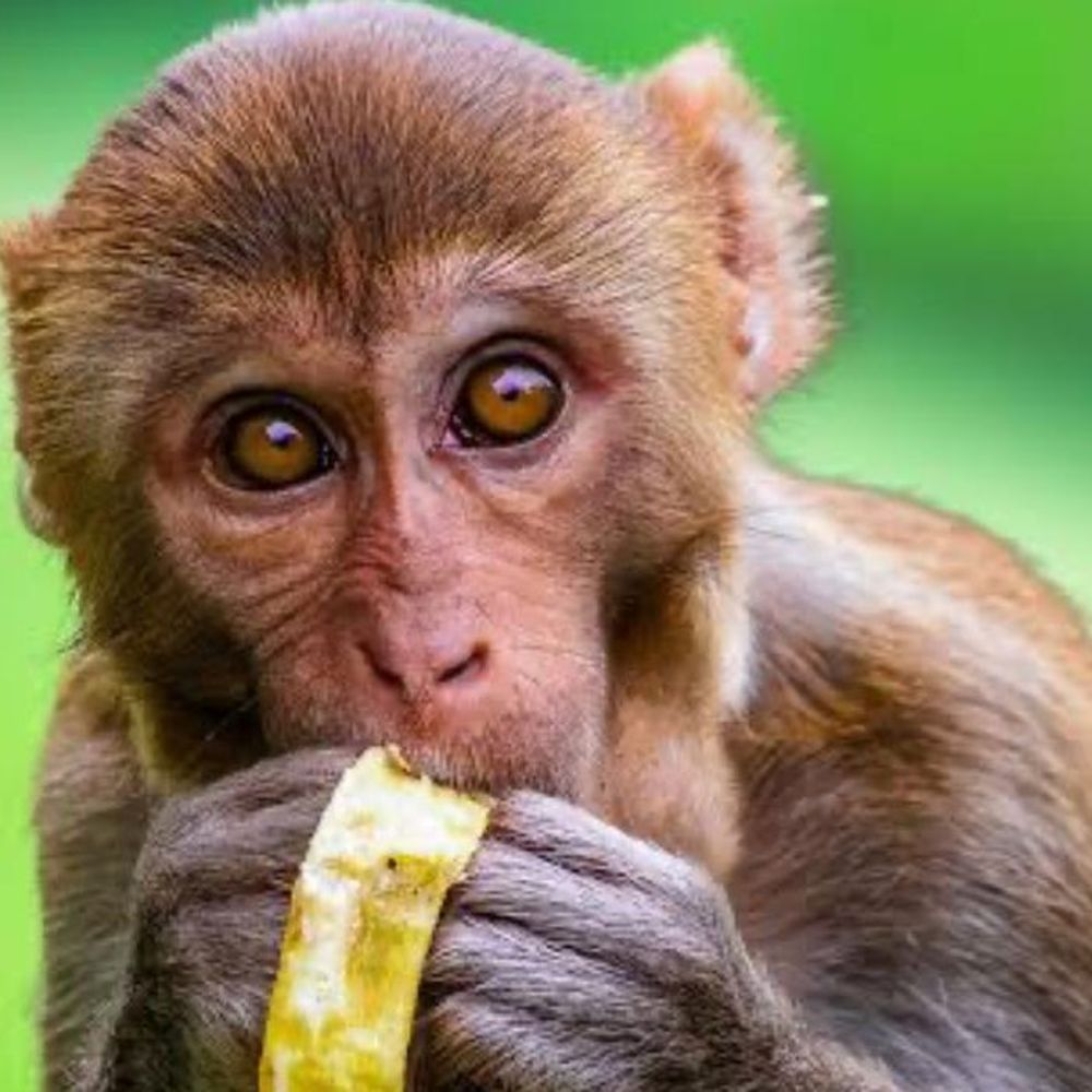 यूपी में बंदरों के आतंक का मामला हाईकोर्ट में उठा:एसओपी के तहत कार्रवाई रिपोर्ट तलब, जनहित याचिका पर हाईकोर्ट सख्त