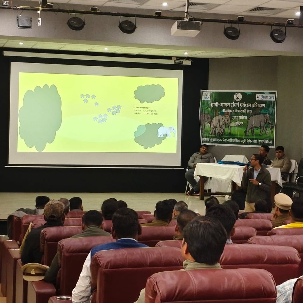 दुधवा के आसपास खेती का पैटर्न बदलेगा:हल्दी की खेती को बढ़ावा देने की तैयारी, गन्ने के खेत में छिपना होता है आसान