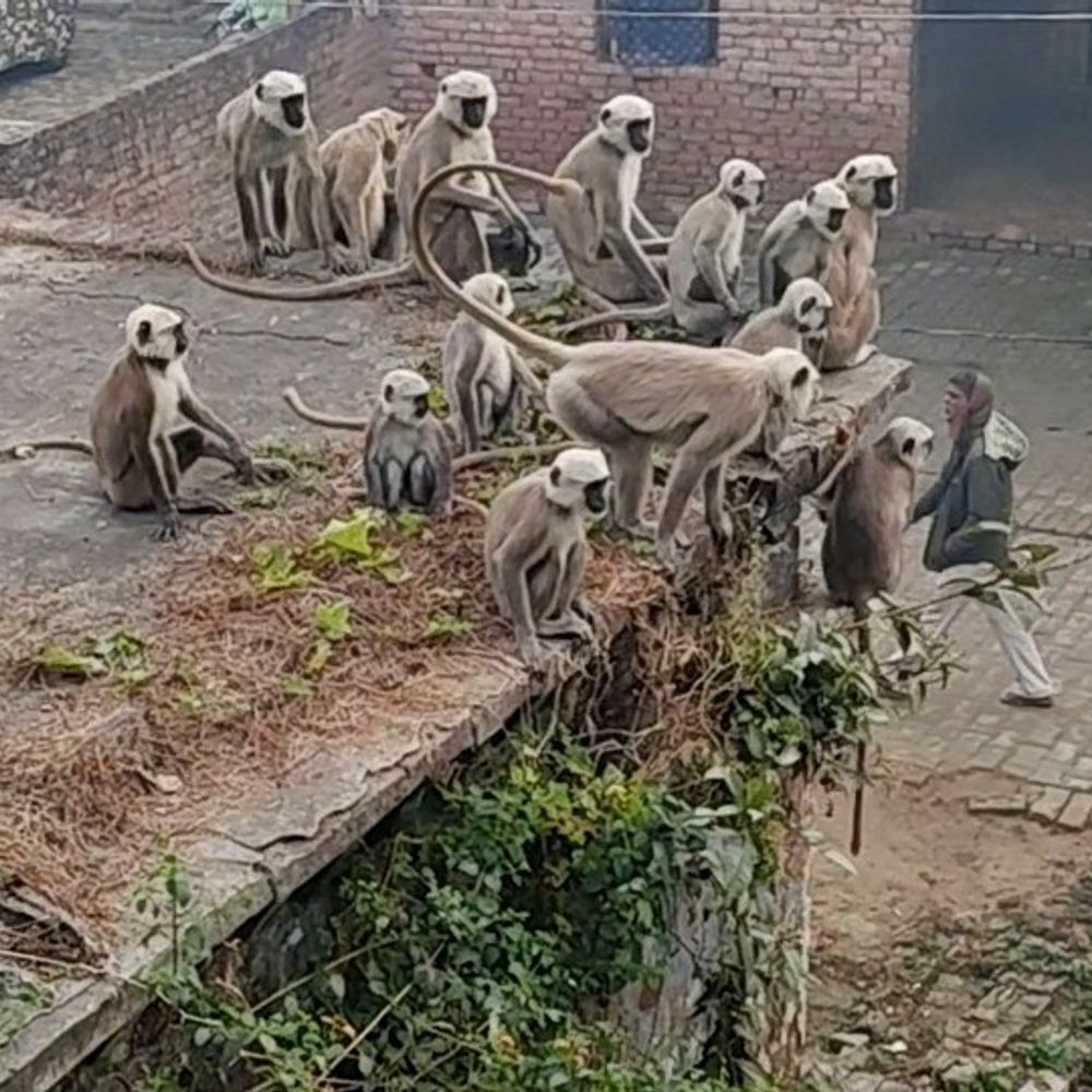 निचलौल के गांवों में बंदरों का आतंक:सैकड़ों की संख्या में झुंड फसलों और सब्जियों को कर रहा बर्बाद