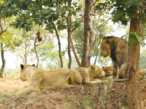 राजगीर में शिकार करेगी पटना की पार्वती, देखिए सफेद टाइगर:गर्मी में लॉयन-टाइगर्स की डाइट बदलेगी, नारियल पानी पिएंगे चिम्पांजी, जानें बिहार में कितने बाघ