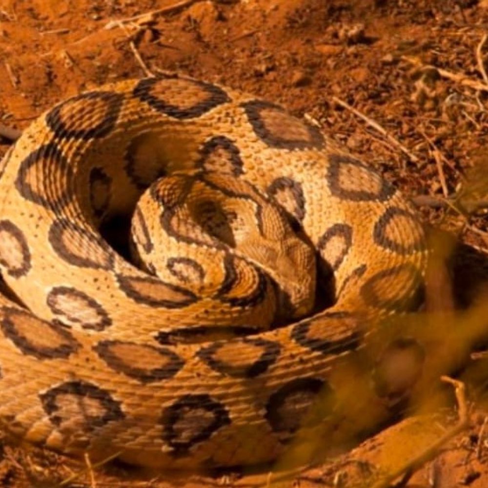 मवाना के फिटकरी गांव में तीन रसल वाइपर का रेस्क्यू:वन विभाग ने गोबर के ढेर से सुरक्षित निकाला, जंगल में छोड़ा