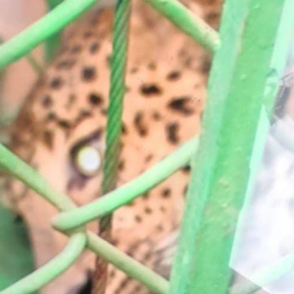 10 घंटे तेंदुए के खौफ में रहा शहर:गाजियाबाद की टीम ने मेडिकल परीक्षण के बाद आज शिवालिक के जंगल में छोड़ा