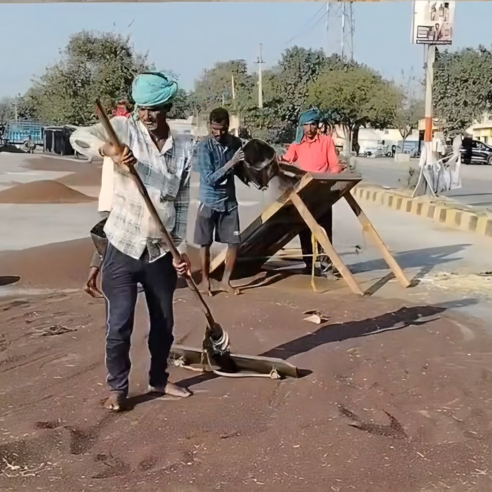 घरौंडा मंडी में सरसों MSP से 800 रुपए कम बिकी:  आवक सात गुना बढ़ी, सरकारी खरीद 15 मार्च से शुरू होने की संभावना – Gharaunda News