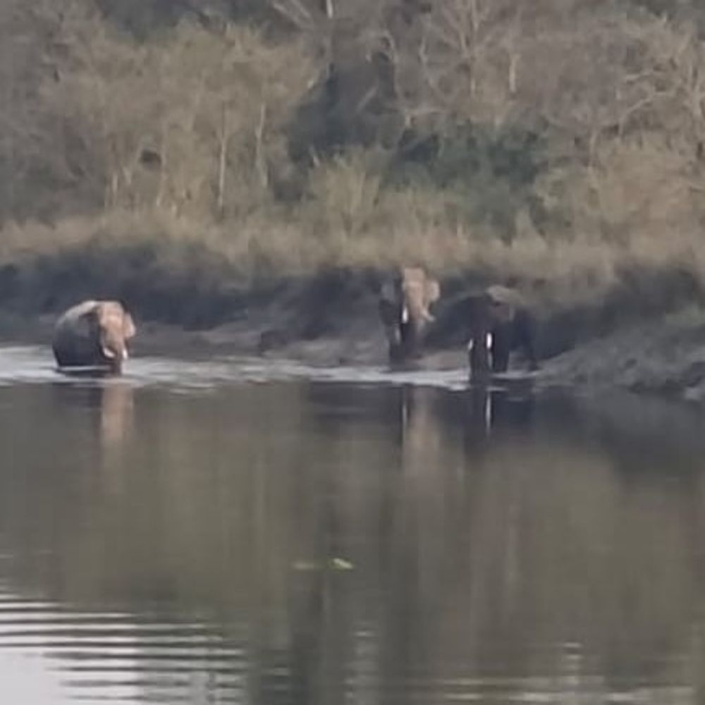 बहराइच के कतर्नियाघाट में हाथियों का मूवमेंट बढ़ा:रमपुरवा के 12 नंबर पुल पर तीन हाथी दिखे, वीडियो कैमरे में कैद