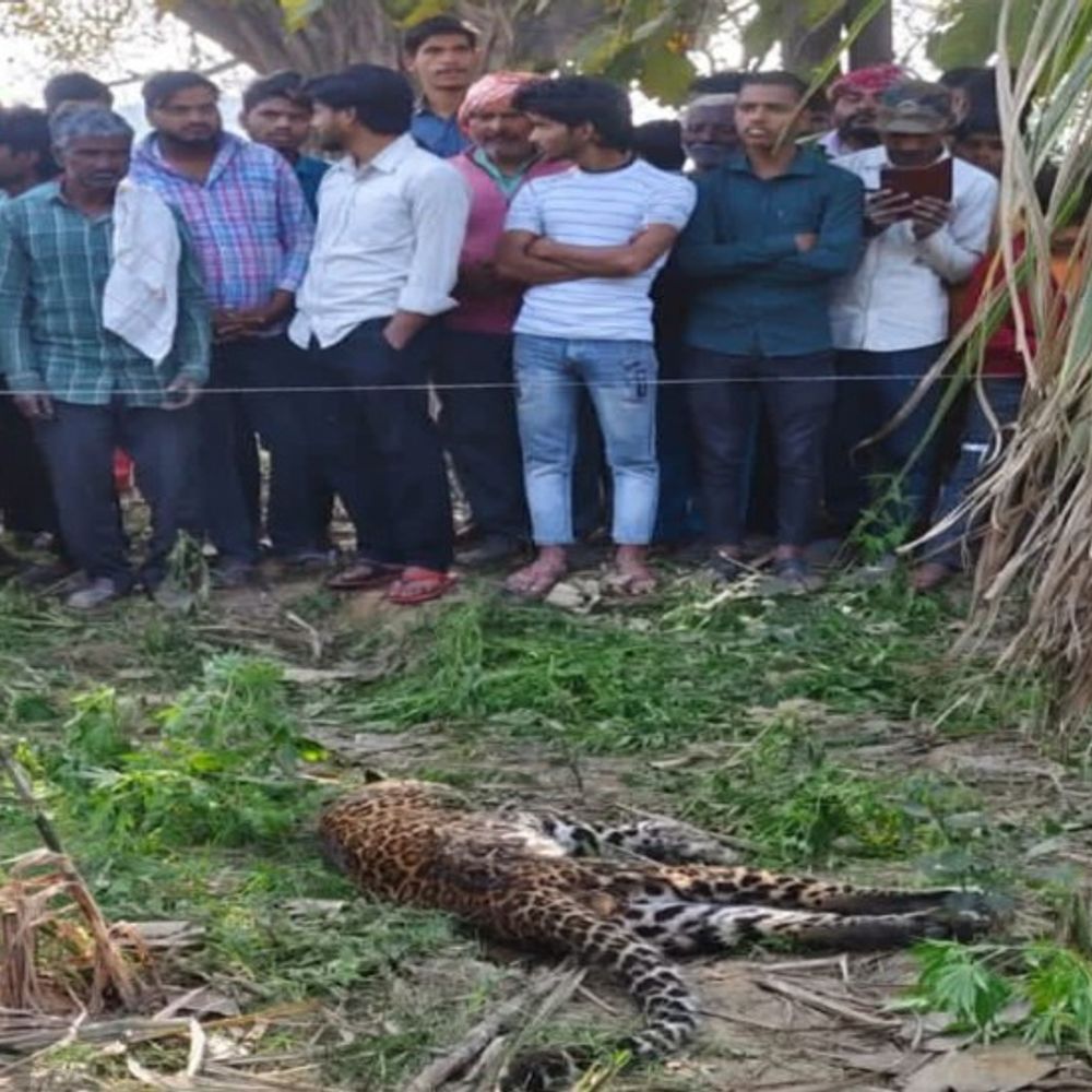 शाहजहांपुर में खेत में तेंदुए का शव मिला:बिजली के तार की चपेट में आने की आशंका, वन विभाग की टीम ने कब्जे में लिया