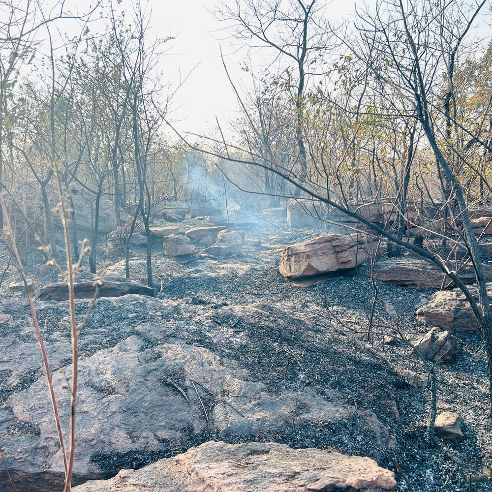 बिलाईगढ़ वन परिक्षेत्र रेल कॉरिडोर प्लांटेशन में भीषण आग:कई पेड़ जलकर खाक हो गए, प्लांटेशन से शुरू होकर जंगल तक फैली आग