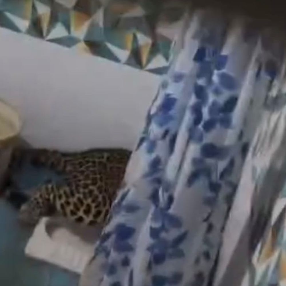 मुरादाबाद शहर में घर में घुसा तेंदुआ:घर में तेंदुए को घूमता देख उड़े होश, वॉशरूम में बंद किया