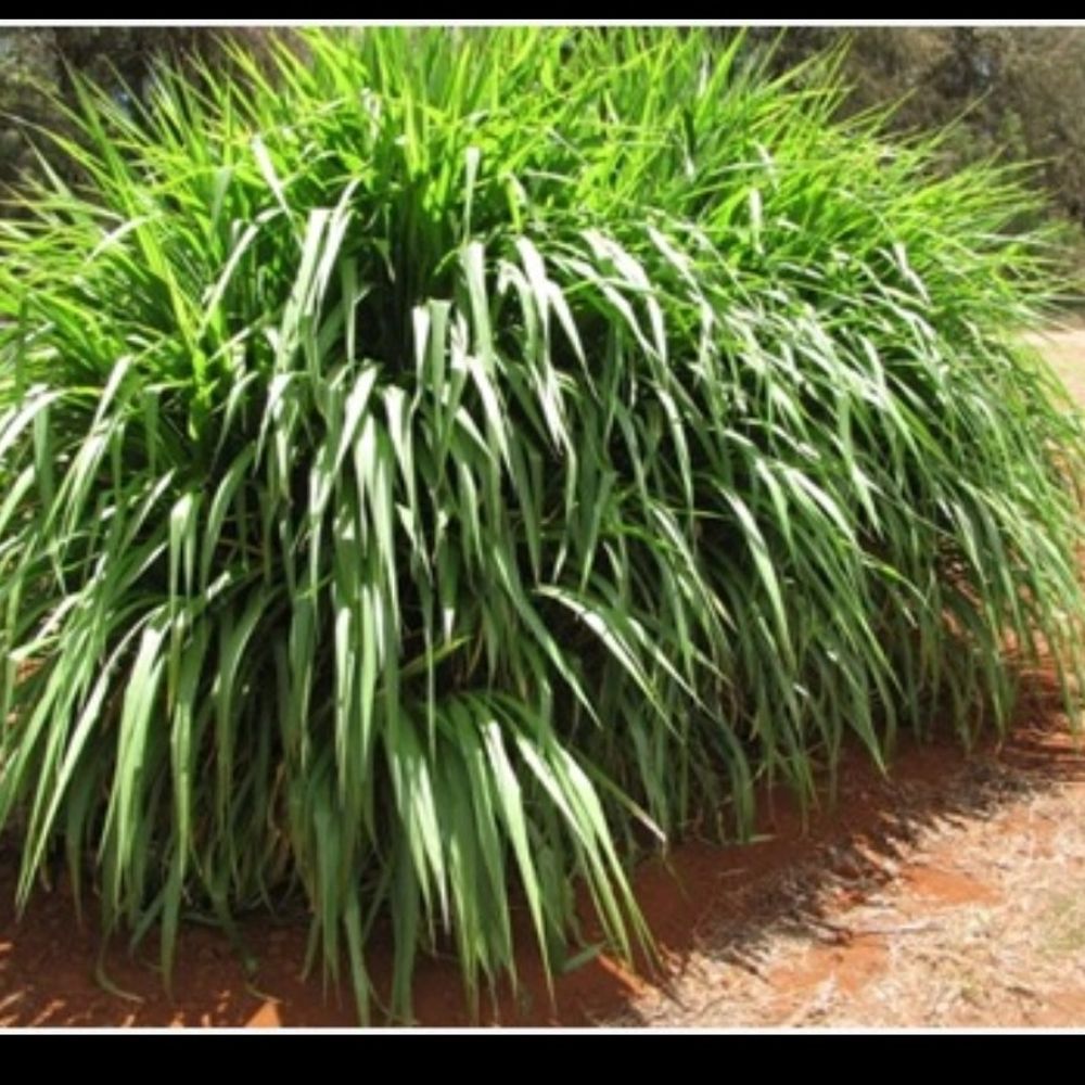 कानपुर देहात में हरा चारा सुनिश्चित करने नई पहल:नैपियर घास सीड बैंक की तैयारी तेज, 4 लाख दुधारू पशुओं के लिए हरा चारा उपलब्ध कराने का लक्ष्य