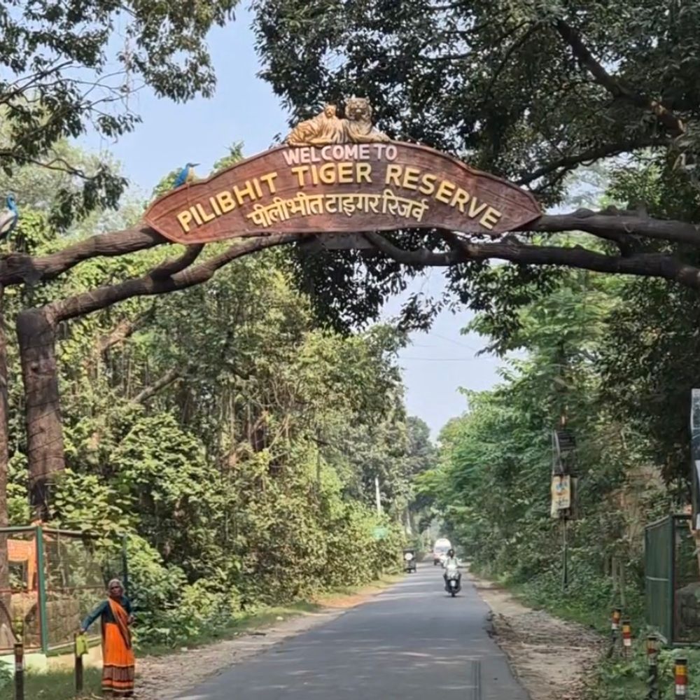 पीलीभीत टाइगर रिजर्व में रात में वाहनों का आवागमन बंद:वन्यजीवों की सुरक्षा के लिए प्रशासन ने लगाया प्रतिबंध