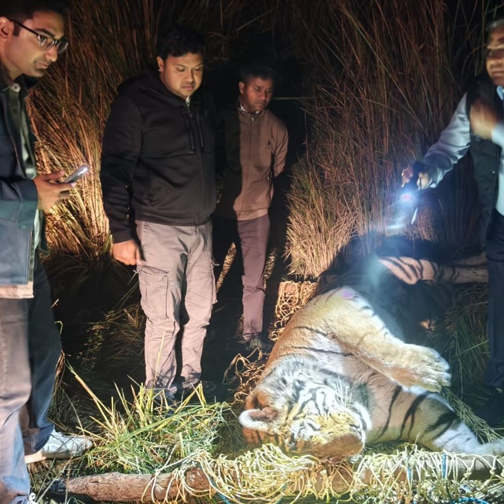 पीलीभीत टाइगर रिजर्व में बाघ का शव मिला:महोफ रेंज में संदिग्ध मौत, IVRI बरेली में होगा पोस्टमॉर्टम