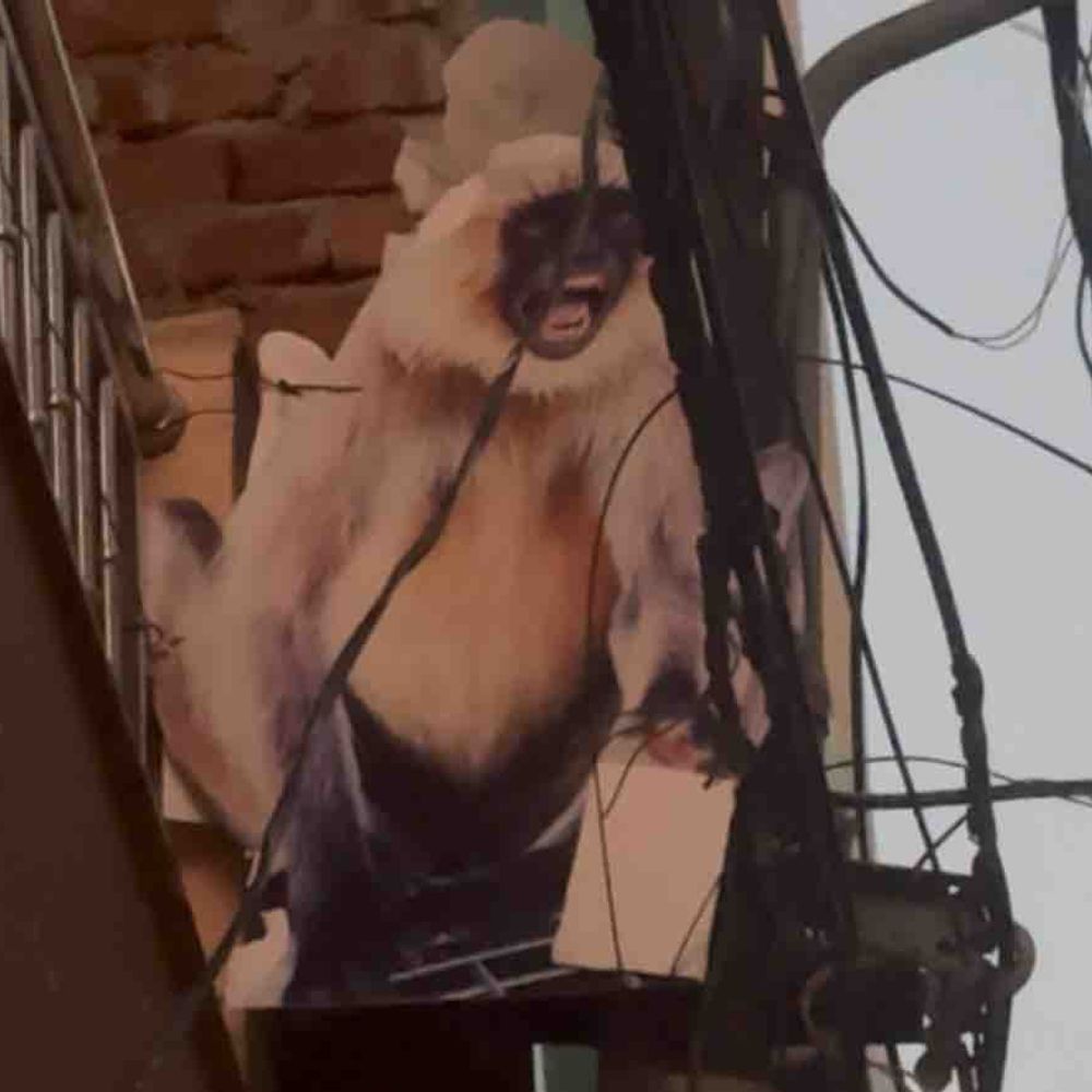 कानपुर में बंदरों ने महिला को दौड़ाकर काटा:घर लौट रहीं थीं, स्थानीय बोले- हर दूसरे दिन बनाते हैं निशाना