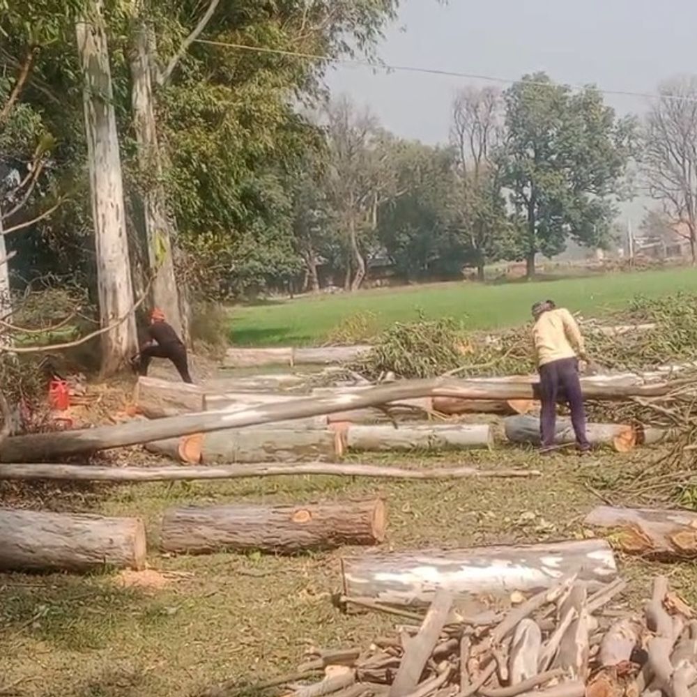 सरकारी भूमि से 47 यूकेलिप्टस अवैध रूप से कटे:लेखपाल की शिकायत पर 10 दिन बाद पुलिस ने दर्ज किया केस