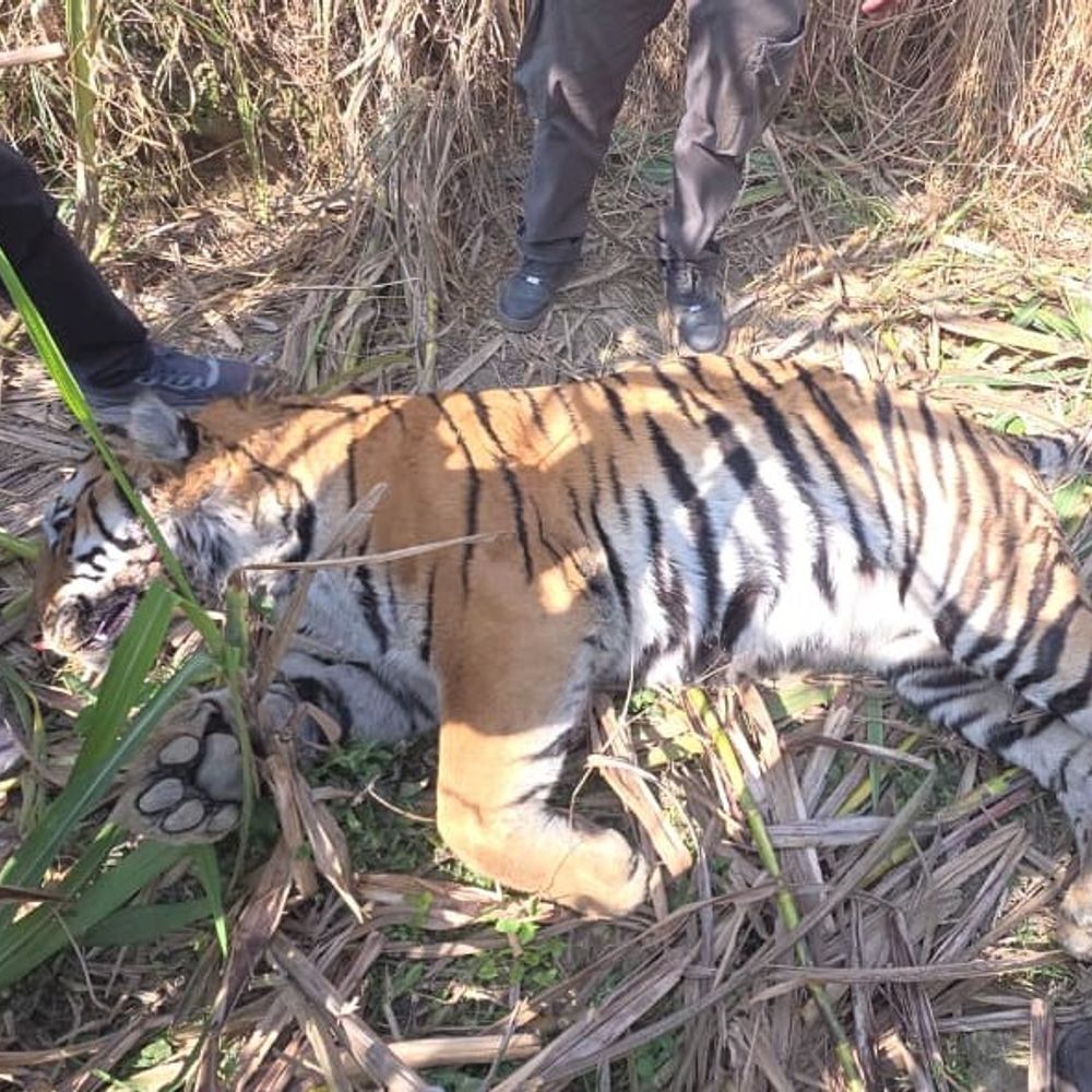 लखीमपुर खीरी में नर बाघ का शव मिला:वन विभाग की टीम ने कब्जे में लिया, 10 साल के करीब है उम्र