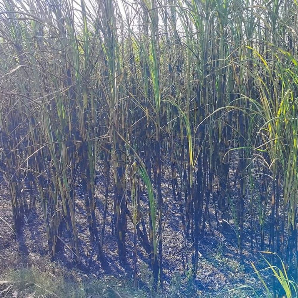 सीतापुर में बिजली लाइन से आग, 10 बीघा गन्ना खाक:4 किसानों का लाखों का नुकसान, जेई ने मानी तारों में खामी; मुआवजे की मांग