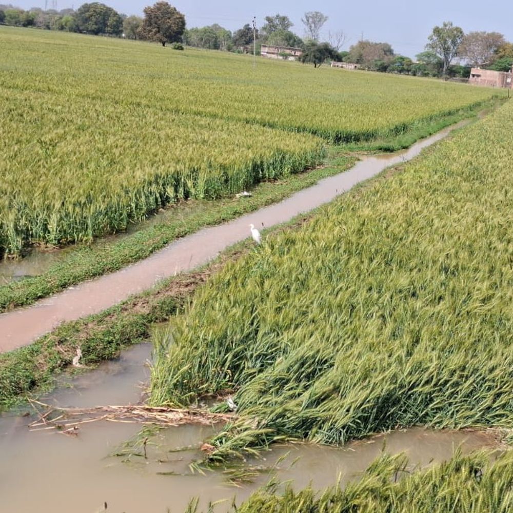 जालौन में नहर की पटरी टूटी:100 बीघा गेहूं सहित अन्य फसलें जलमग्न