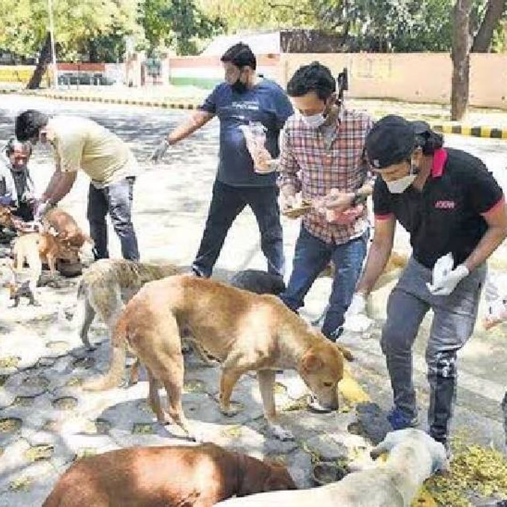 नोएडा में अब तय जगह पर होगी डॉग फीडिंग:1200 स्थानों पर लगाए जाएंगे फीडिंग बोर्ड, एओए और आरडब्ल्यूए की भी होगी जिम्मेदारी