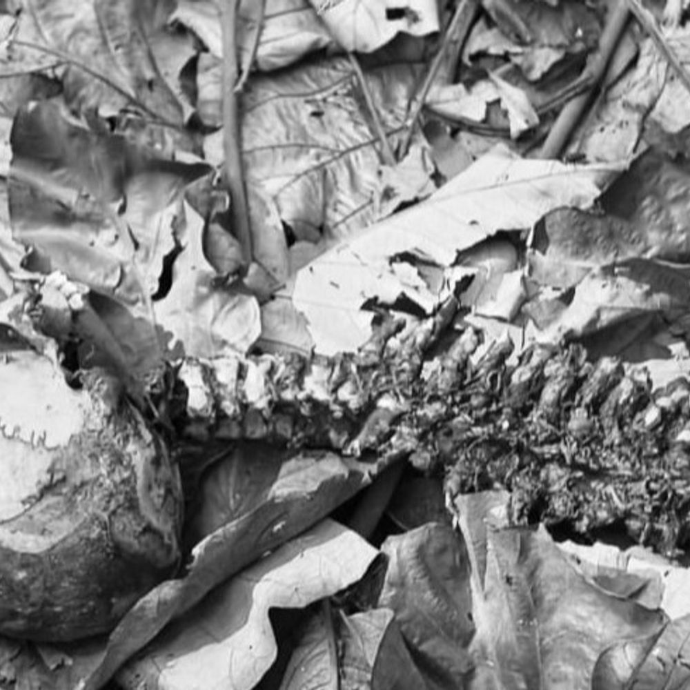 14 दिन पहले लापता हुई महिला का मिला कंकाल:श्रावस्ती में SSB डॉग स्क्वाड ने जंगल से ढूंढा, प्रारंभिक जांच में हत्या की आशंका