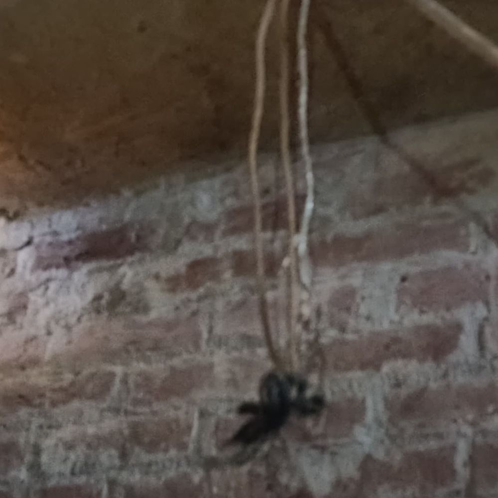 वृद्धा ने फंदे से लटककर जान दी:पारिवारिक कलह के चलते आत्महत्या, पुलिस जांच में जुटी