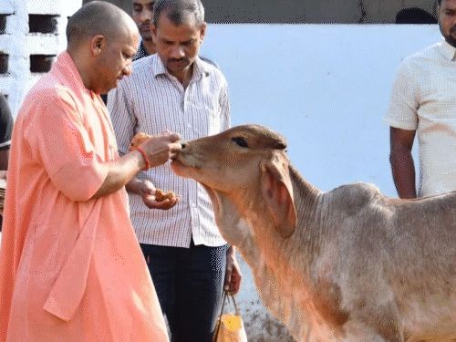 शंकराचार्य ने नकली या असली हिंदू मसला साइडलाइन किया:अब गोमाता पर सियासत शिफ्ट, 12 मार्च को लखनऊ में करेंगे यात्रा