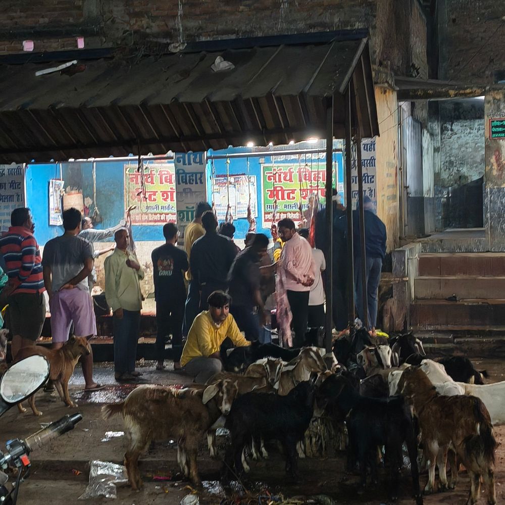 शिवहर के मीट बाजार में आधी रात से भीड़:होली पर खस्सी की सबसे ज्यादा मांग, चिकन दुकानों पर कम ग्राहक