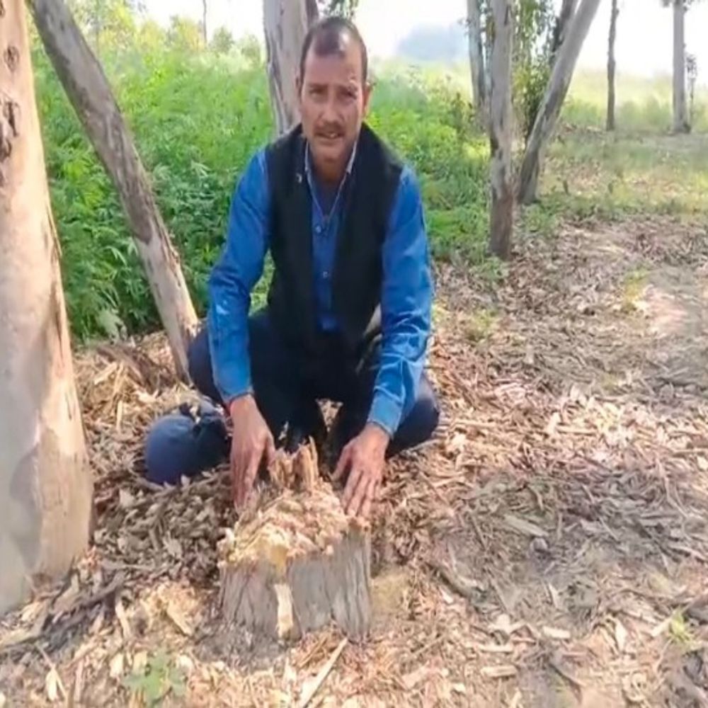 शाहजहांपुर में दबंगों ने किसान के पांच पेड़ काटे:पीड़ित ने थाने में शिकायत दी, बोला- धमकी देकर चलाई कुल्हाड़ी