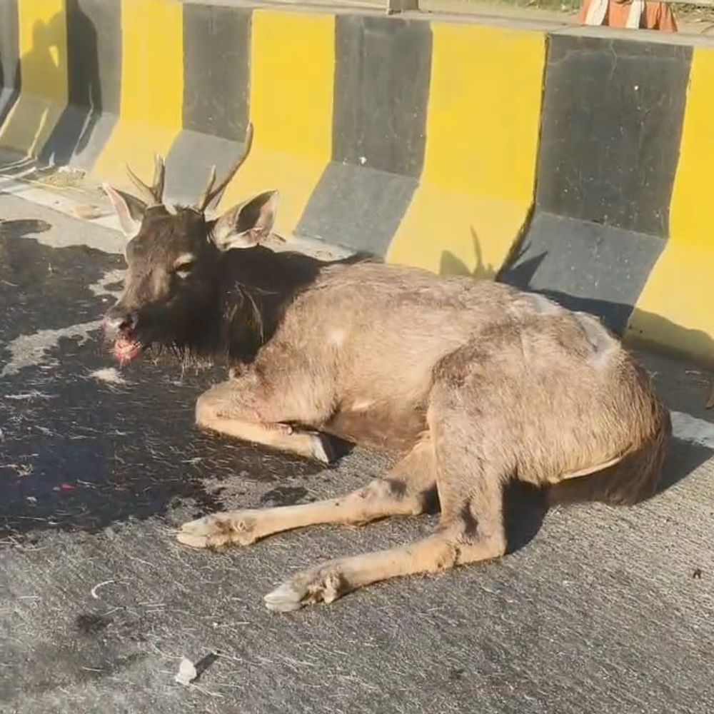 पंचकूला में कार से टकराया सांभर:  वाहन क्षतिग्रस्त, जीरकपुर-शिमला नेशनल हाईवे पर हादसा, जांच में जुटी पुलिस – Kalka News