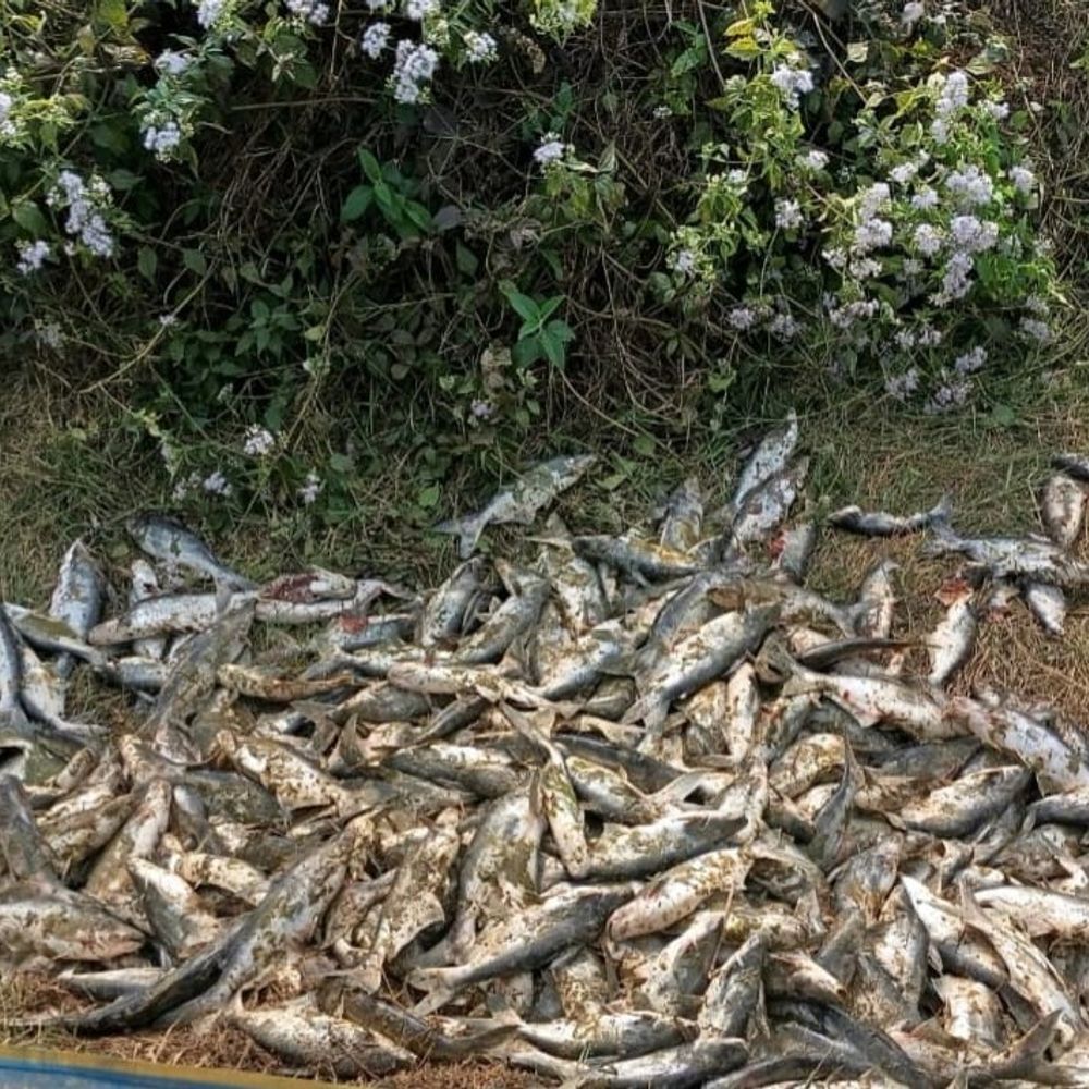 बांका में खुलेंगे 'फ्रेश कैच कियोस्क':उपभोक्ताओं को मिलेगी ताजी और जिंदा मछली, 15x15 फीट जमीन की आवश्यकता; रोजगार भी बढ़ेगा