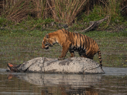बाघ ने गैंडे का शिकार किया, उस पर बैठा रहा:दुधवा में तालाब में घुसकर हमला किया, गर्दन चीरकर मांस खाया