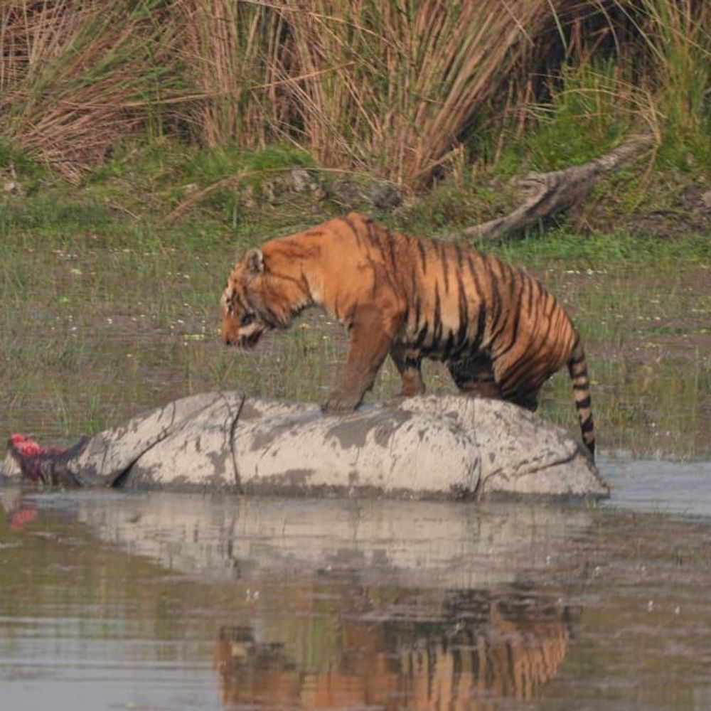 दुधवा में बाघ के हमले से मादा गैंडे की मौत:वन विभाग की टीम पहुंची तो उसके ऊपर बैठा था बाघ