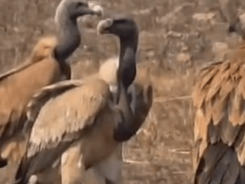 मानिकपुर में एक साथ दिखे दो दर्जन से अधिक गिद्ध:  रानीपुर टाइगर रिजर्व में हुई वापसी, वन विभाग टीम कर रही निगरानी – Manikpur News