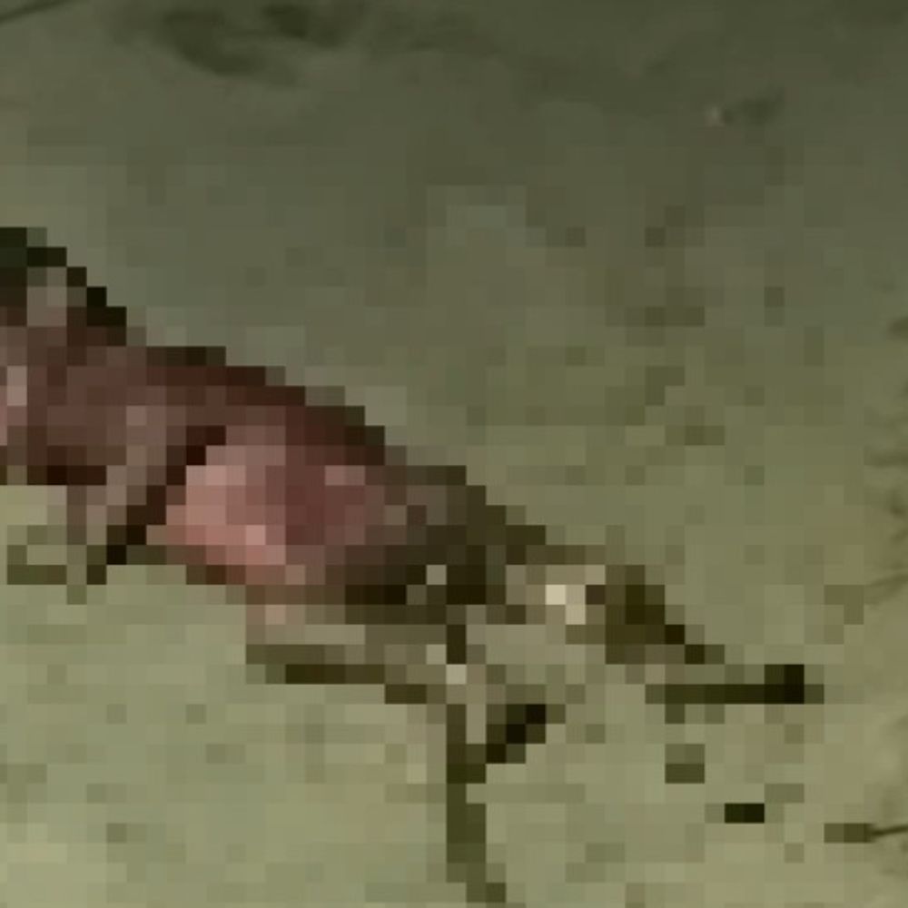 देवरिया में नवजात का शव मिला:काली माता मंदिर के पास झाड़ियों में मृत शिशु, पुलिस खंगाल रही CCTV