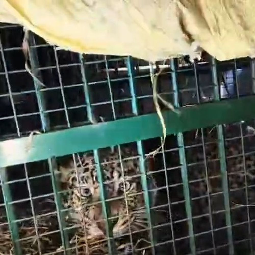 लखीमपुर-खीरी में पिंजरे में कैद हुआ तेंदुआ:ग्रामीणों ने ली राहत की सांस, वन विभाग ने 2 घंटे में पकड़ा