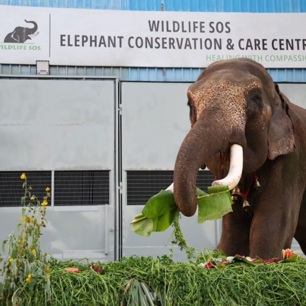 अपंग हाथी का किया रेस्क्यू:वाइल्ड लाइफ और वन विभाग ने मऊ से बचाया,मथुरा सेंटर पर रहेगा वीर