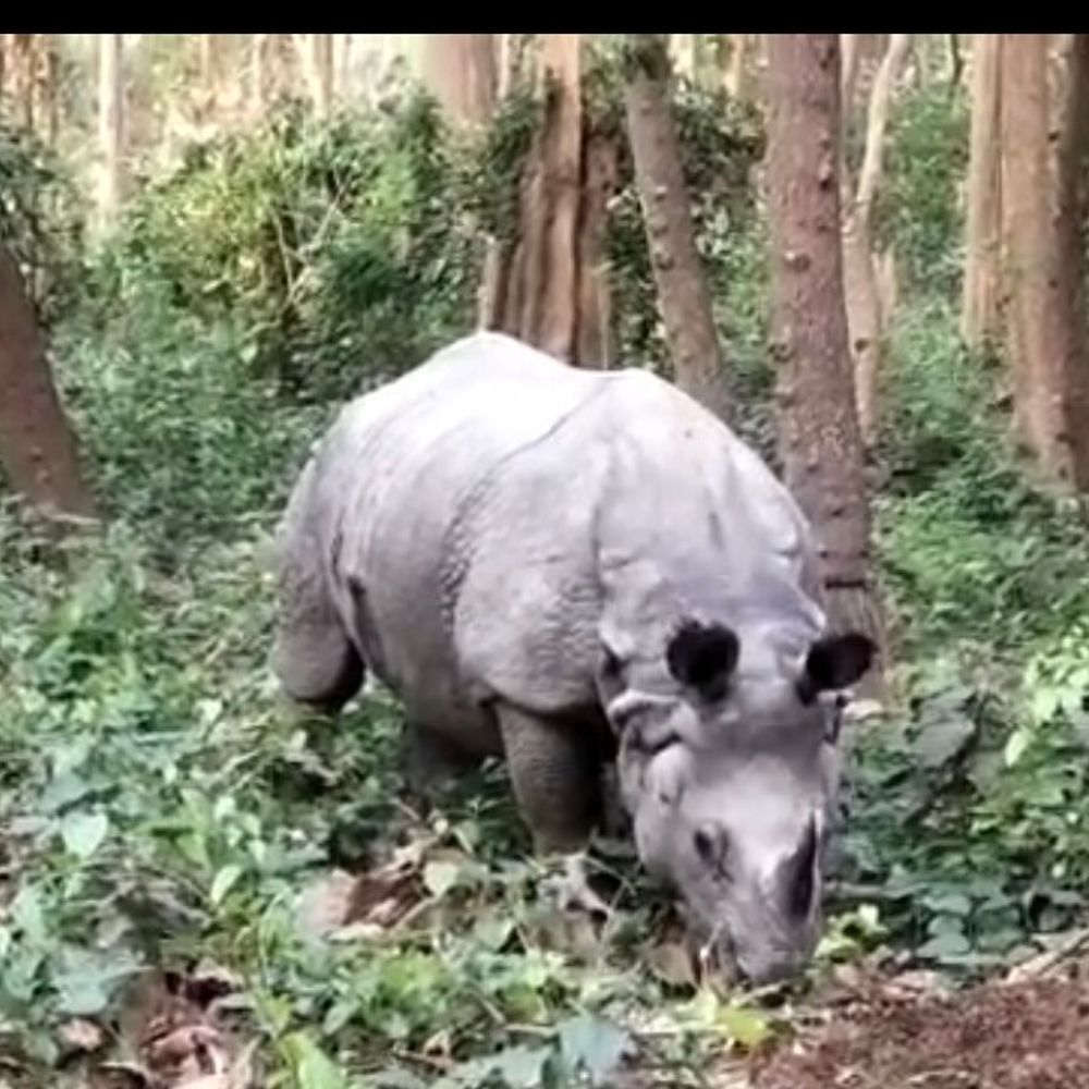 दुधवा में गैंडा पुनर्वासन योजना को नई रफ्तार:लखीमपुर-खीरी में डीएनए जांच के बाद छह गैंडे जंगल में छोड़े जाएंगे