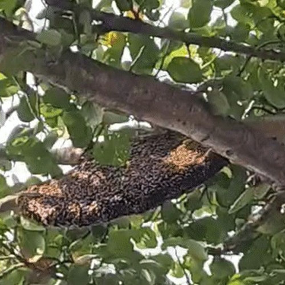 चित्रकूट में डीआईजी टीम पर मधुमक्खियों का हमला:सीओ समेत कई पुलिसकर्मी घायल, उपचार के बाद घर भेजे गए