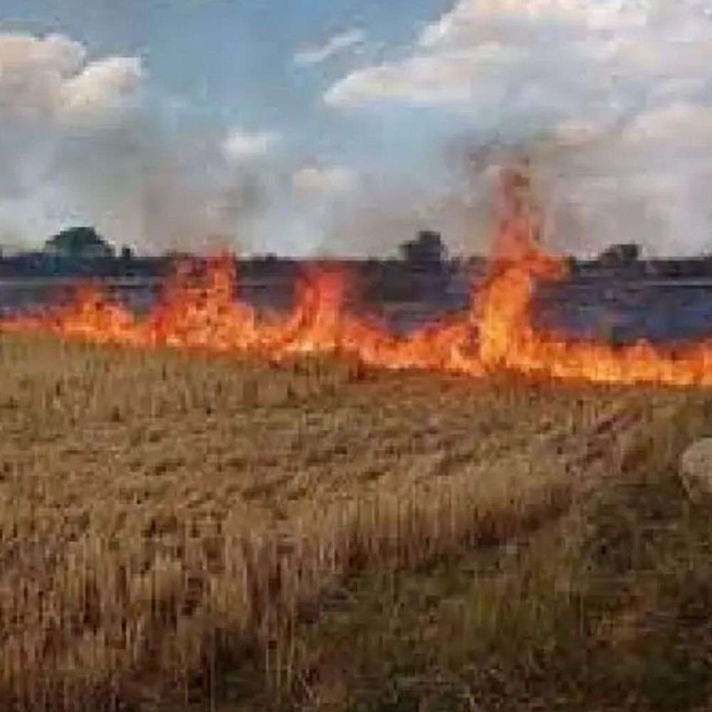 हरदा में नरवाई जलाने वालों पर होगी FIR, लगेगा दंड:  जिले में प्रतिबंध लगाया, धुएं से लोगों के स्वास्थ्य पर पड़ता है असर – Harda News