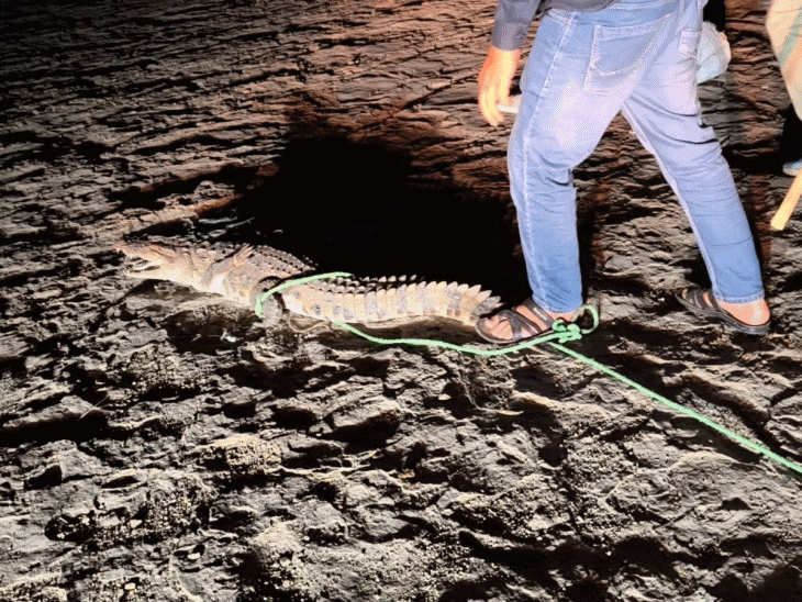 अटरू के अन्ताना गांव में मिला मगरमच्छ:  पुलिस के दो सिपाहियों ने रेस्क्यू कर परवन नदी में छोड़ा – Atru News