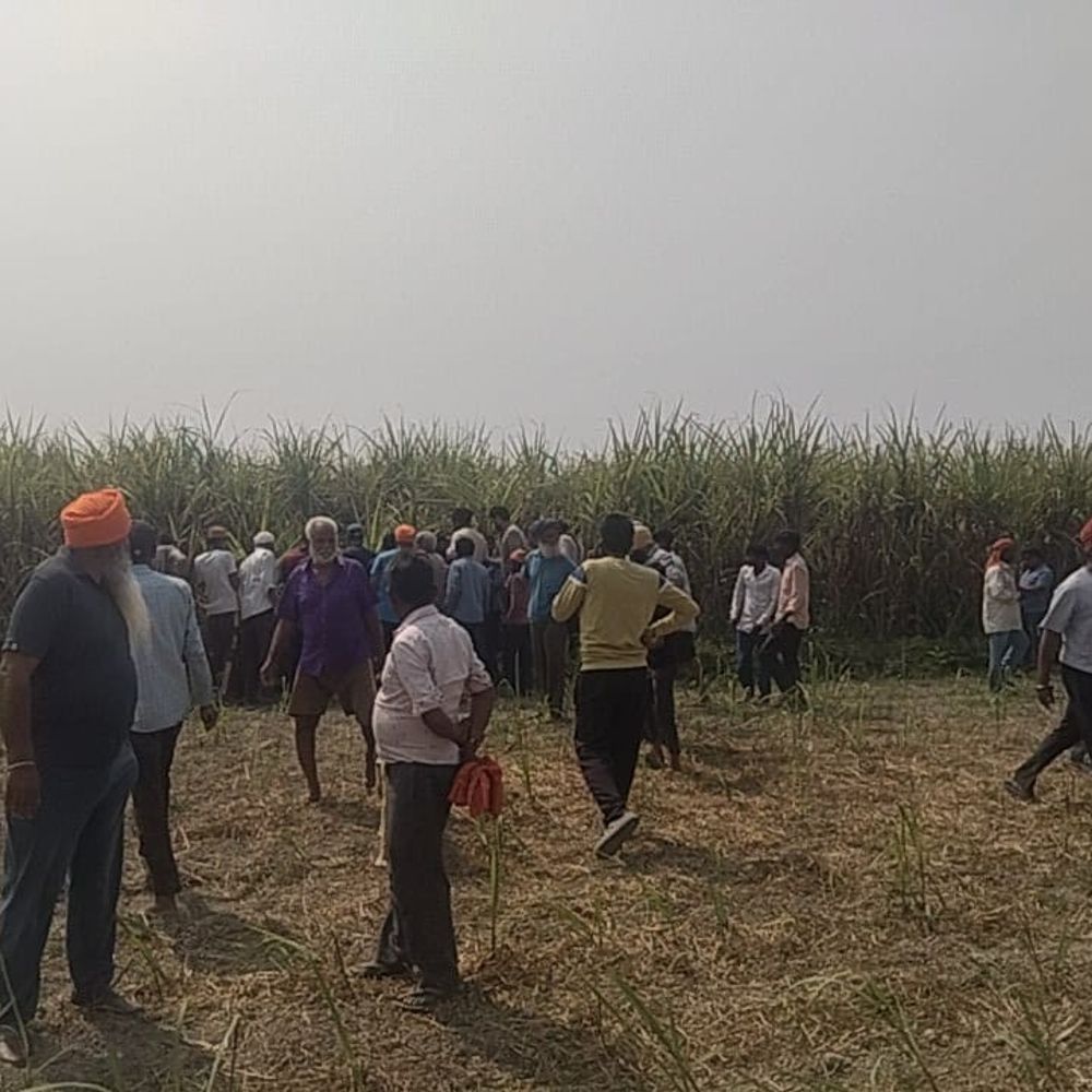 लखीमपुर-खीरी में बाघ ने किसान को खाया:गन्ने के खेत से मिला अधखाया शव, खेत की रखवाली करने गए थे