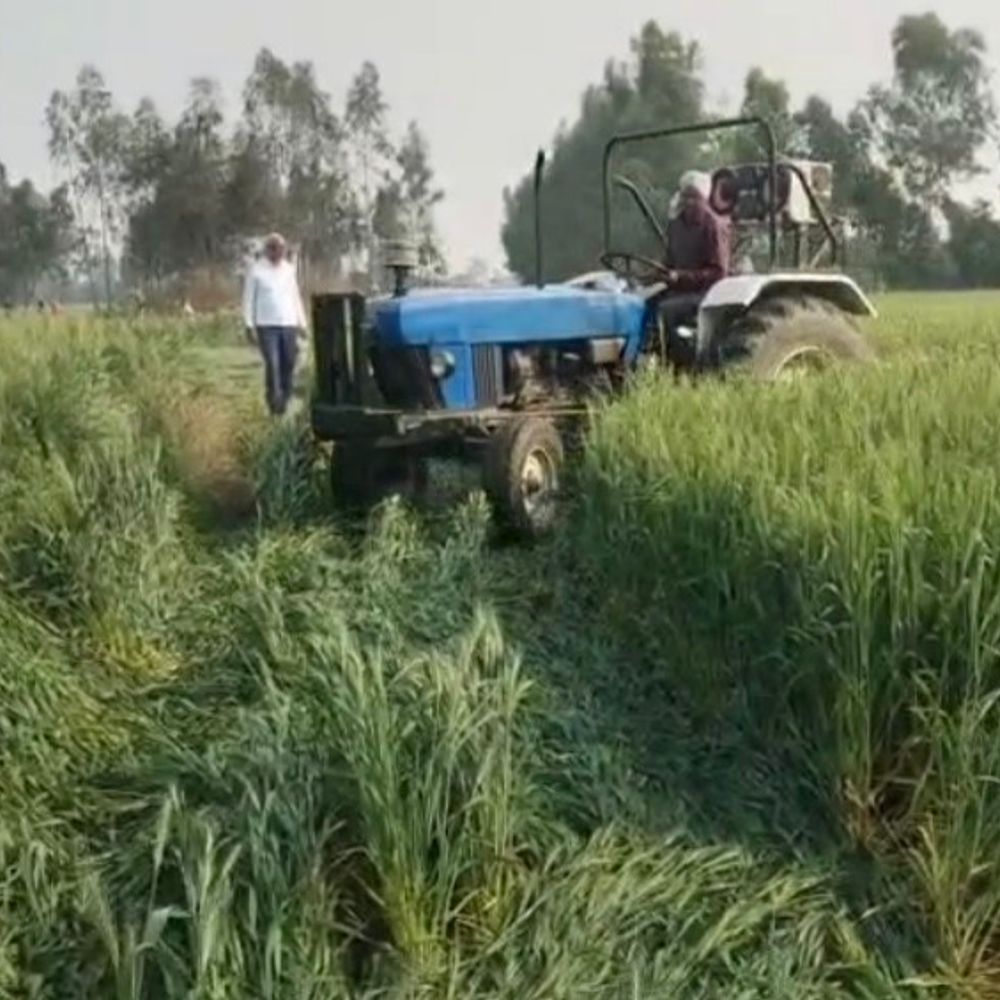 सरकारी पशुचर की 106 बीघा भूमि पर अवैध कब्जा:संभल में भूमि से फसल उजाड़कर खाली कराई, दो कंपनी पीएसी तैनात