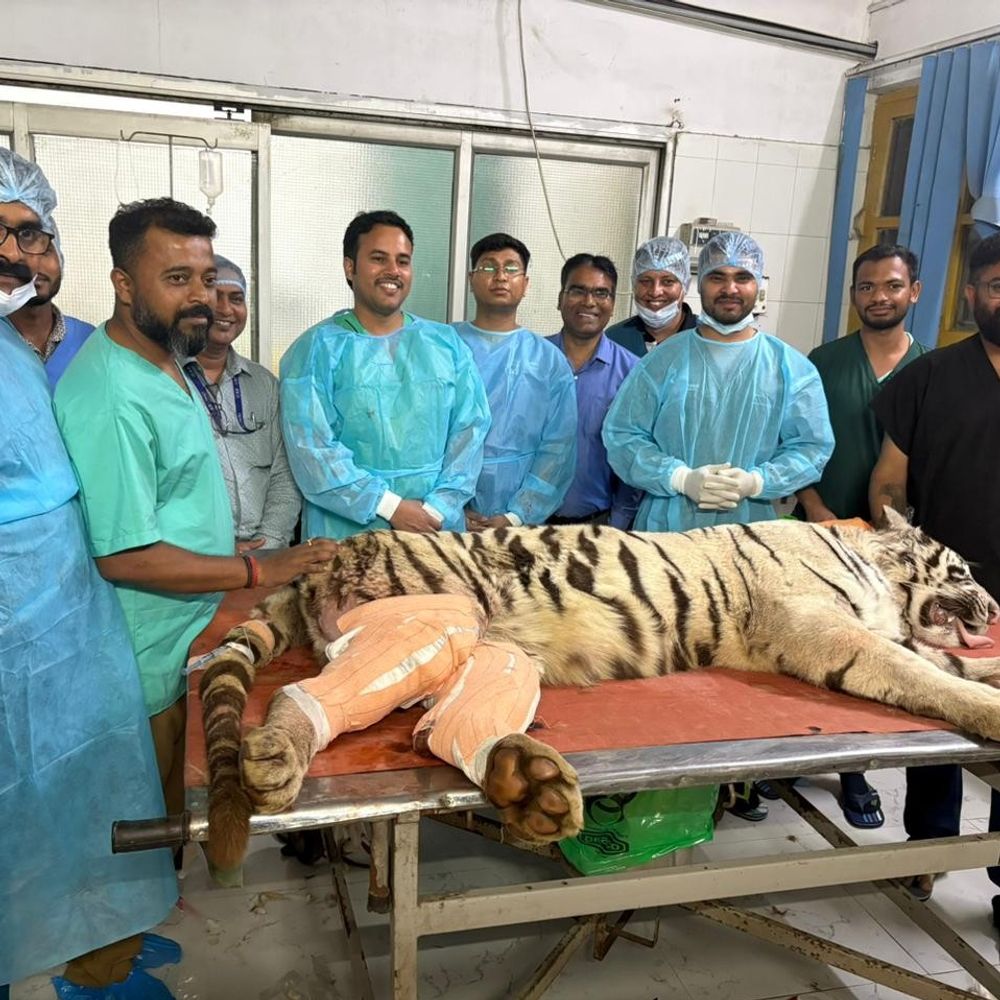 IVRI टीम ने श्वेत बाघिन पर की जटिल सर्जरी:6 घंटे की मैराथन सर्जरी में डबल प्लेटिंग तकनीक का उपयोग किया गया