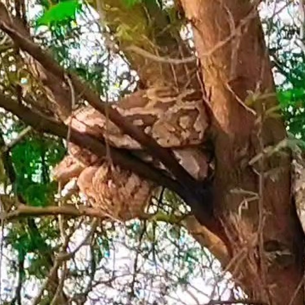 गोंडा में पेड़ पर बैठा दिखा विशालकाय अजगर, VIDEO:खेत देखने गए स्थानीय लोगों ने वन विभाग को दी सूचना, वन विभाग ने पकड़ा