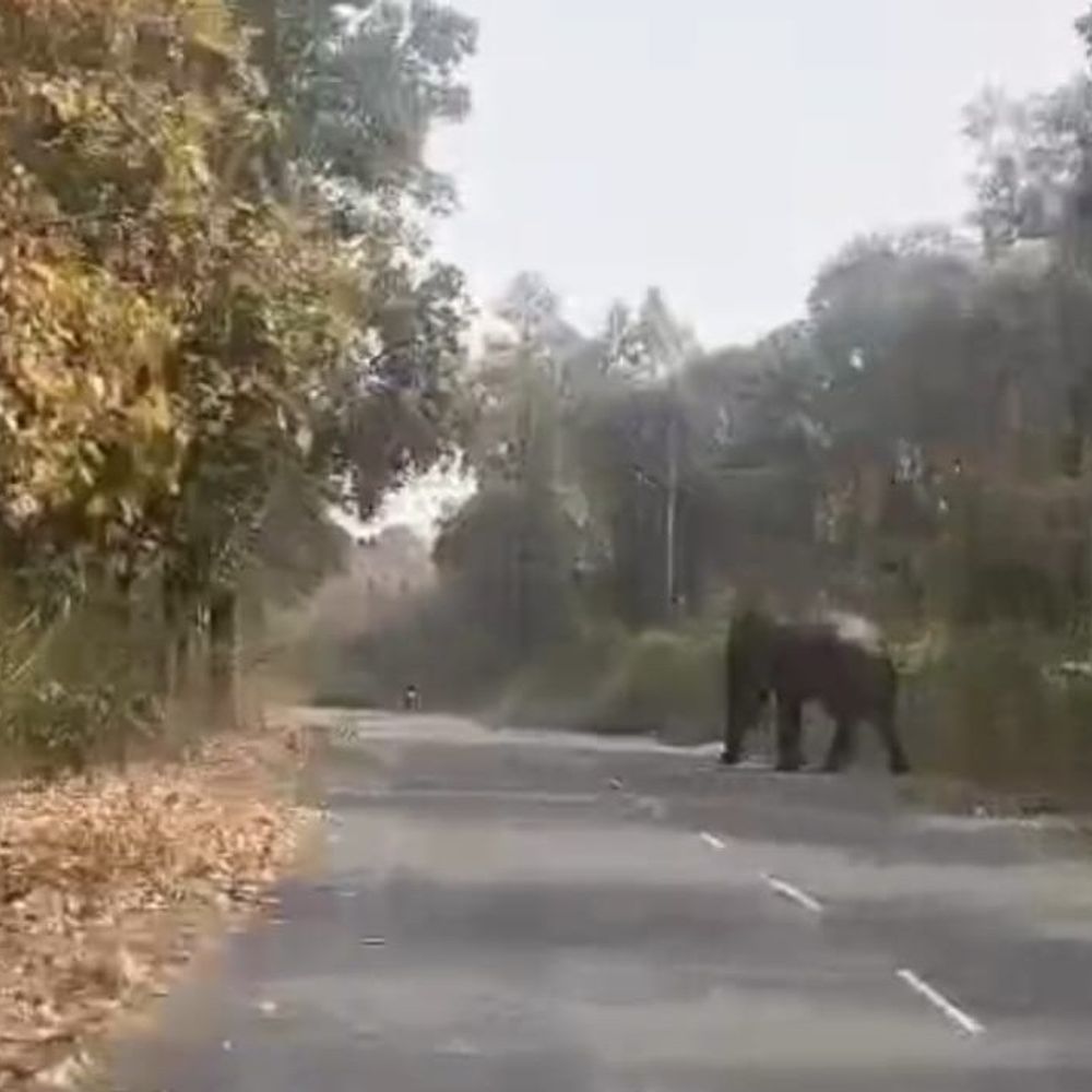 हाथी की फोटो खींचना पड़ा भारी, बाइक पटकी…VIDEO:  बलरामपुर में गुस्साए हाथी ने युवक की ओर दौड़ लगाई, बाइक छोड़कर जान बचाई – Balrampur (Ramanujganj) News