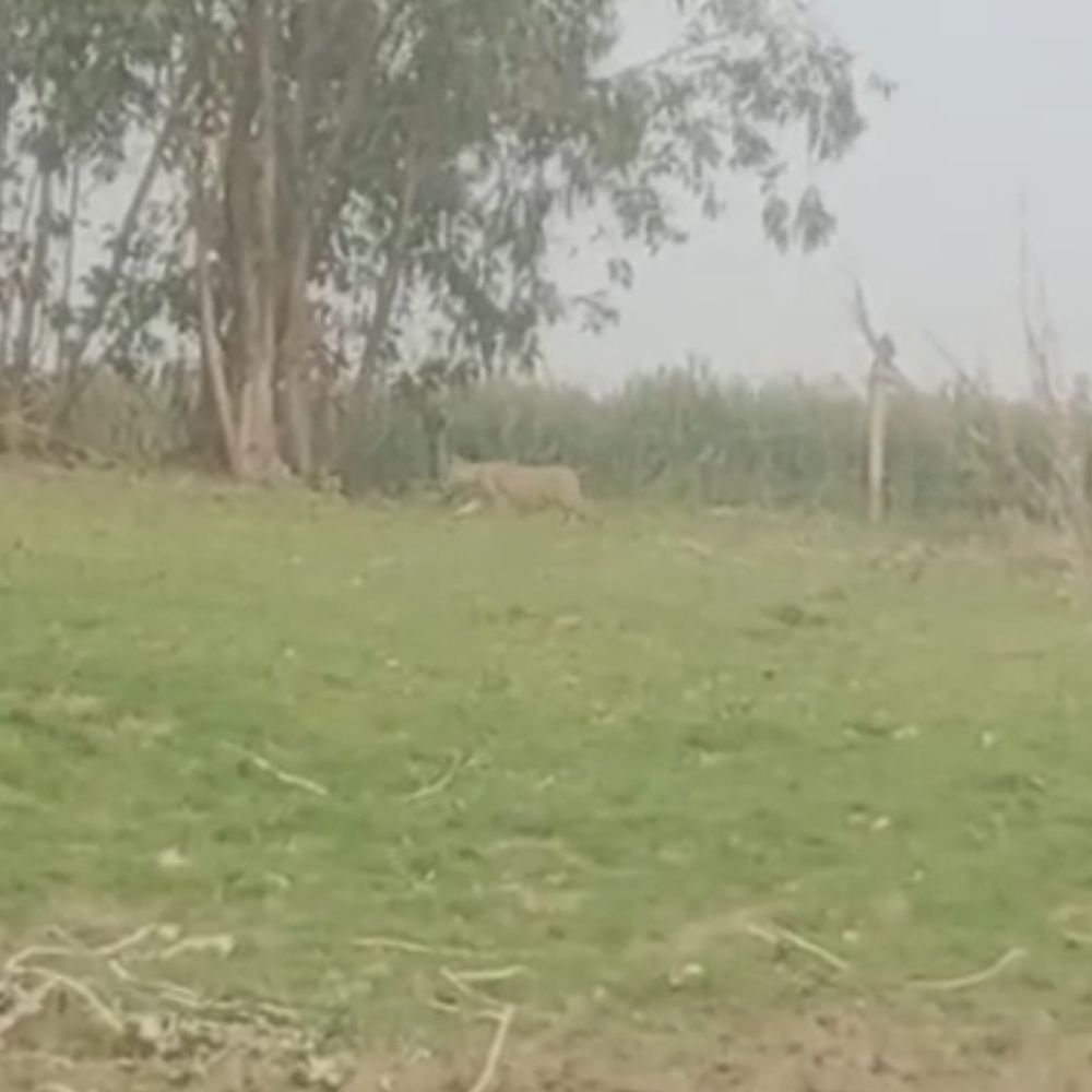 मीरगंज के जंगल में दिखा चीता:ग्रामीणों में हड़कंप, वन विभाग की टीम मौके पर