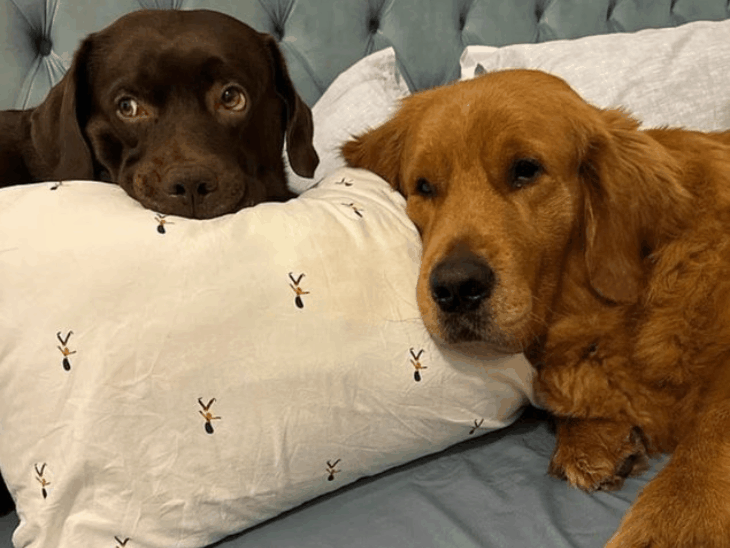 ईरान जंग- लोग पालतू कुत्ते-बिल्ली छोड़कर भाग रहे:बिना खाना-पानी दिए खंभे से बांधा, नोट लिखा- सॉरी देश छोड़ रहा हूं; 23 PHOTOS