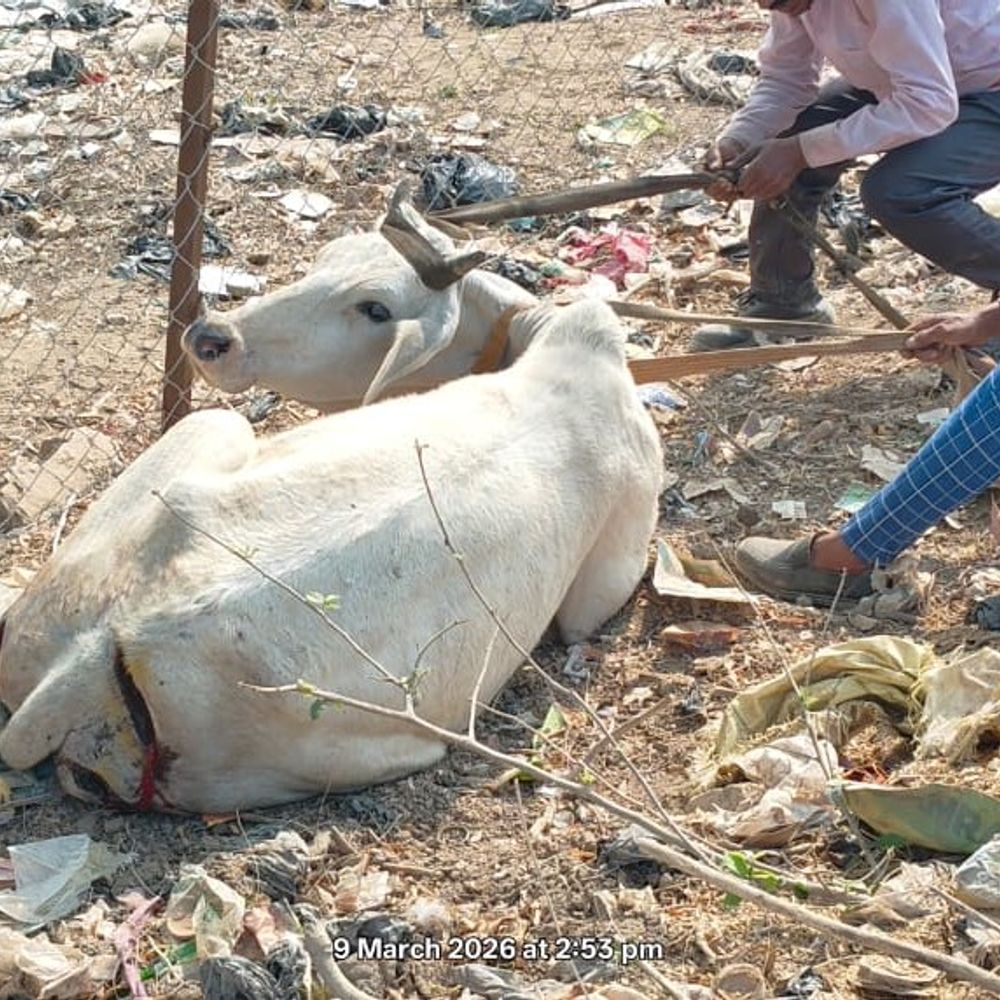 रीवा में गौवंश पर बर्बरता:  टांगी से हमला किया, 6 गाय गंभीर घायल; दो आरोपी गिरफ्तार – Rewa News