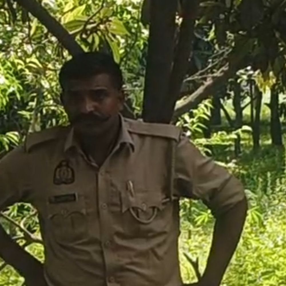 शामली में बिना अनुमति हरे पेड़ काटे गए:वन विभाग ने बाग मालिक और लकड़ी माफिया पर कार्रवाई शुरू की