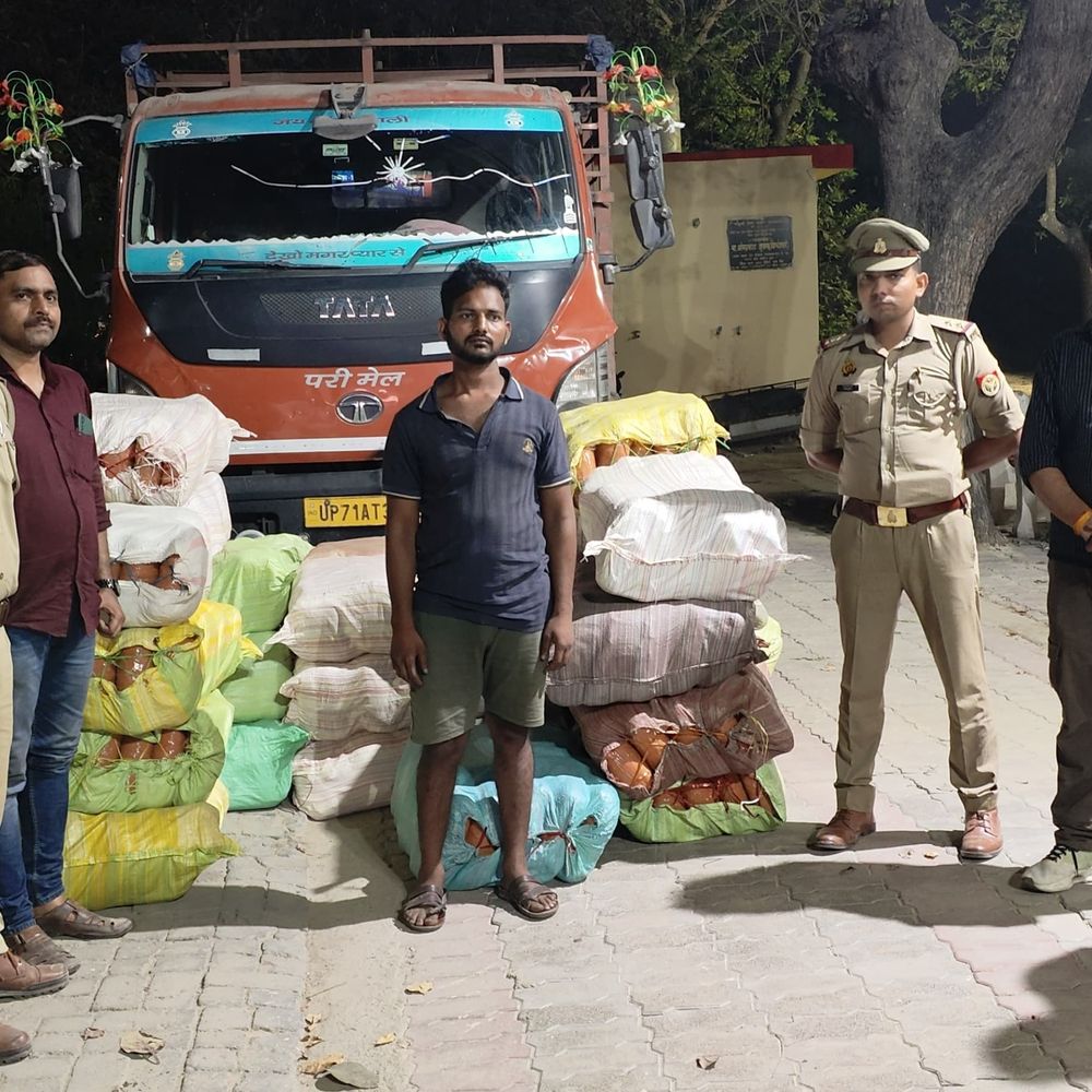 लखनऊ में 775 किलो गांजा पकड़ा:STF और निगोहा पुलिस की कार्रवाई, उड़ीसा से लाया जा रहा था 1 करोड़ का माल